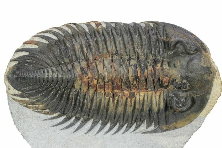 Rare Treveropyge Berbera Trilobite - Exceptional Specimen #299841